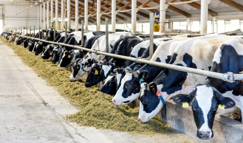 Cow (Cattle)