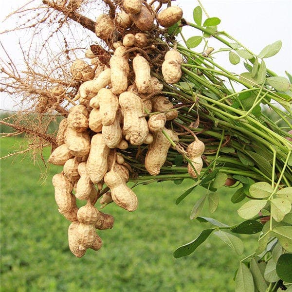 Groundnut