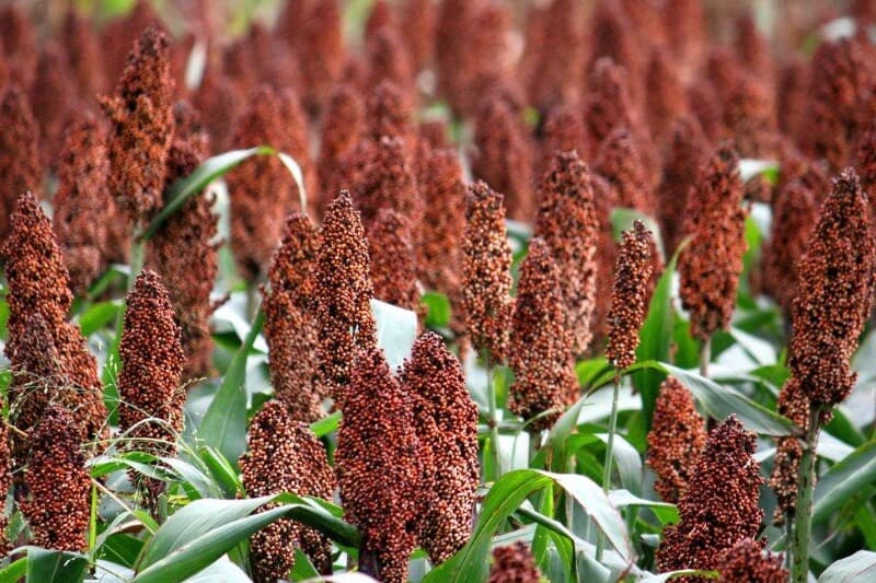 Guinea Corn (Sorghum)