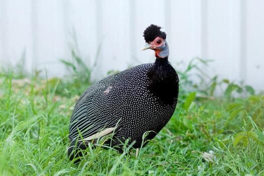 Guinea Fowl