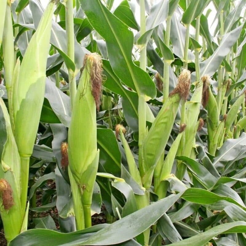 Maize (Corn)