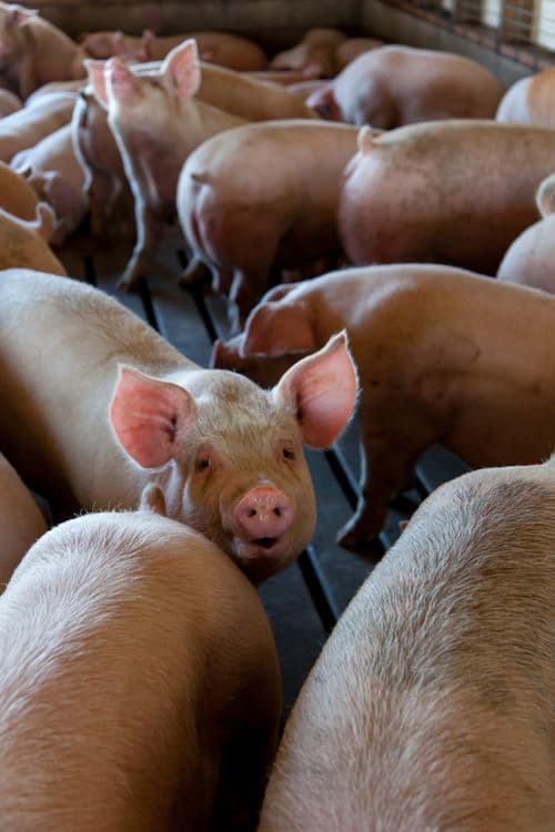 Live Pig