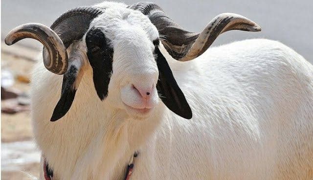 Ram