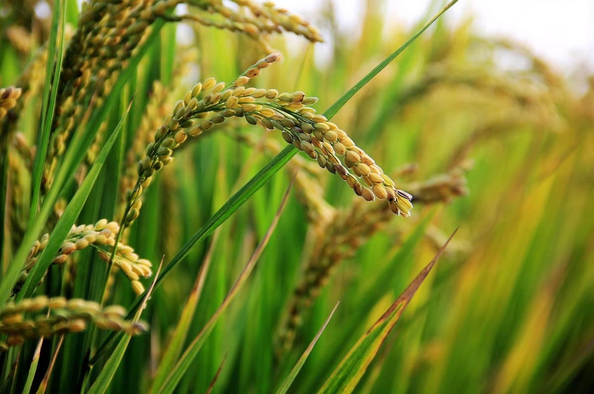 Rice (Paddy)
