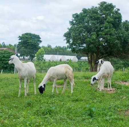 Sheep