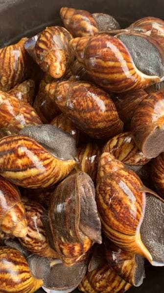 Farm-Raised Snail